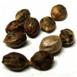 Семена марихуаны АК-47  (Seeds AK-47) в Ленинске